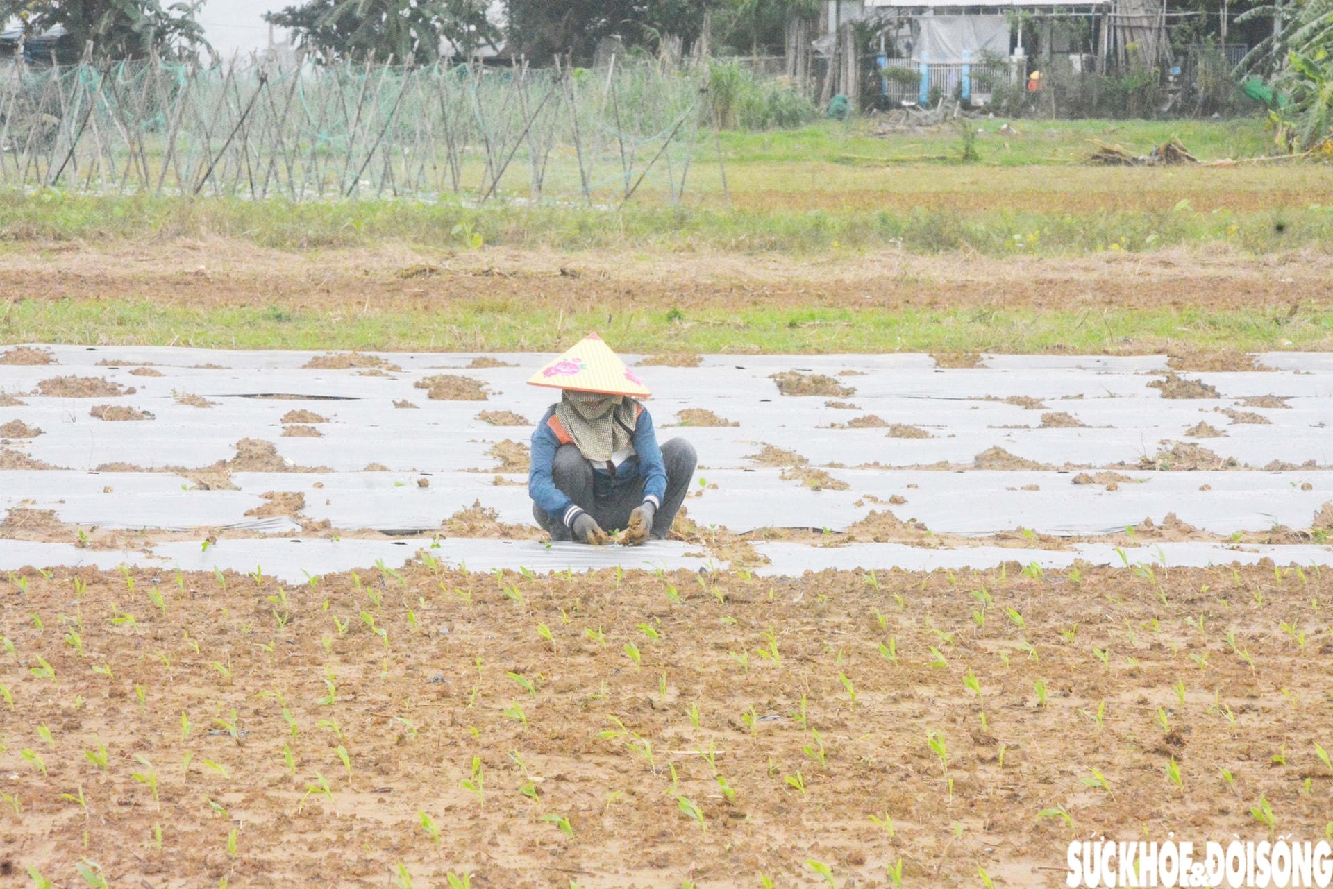 Đánh cược với thời tiết, vùng rau lớn nhất Đà Nẵng hối hả xuống giống vụ Tết- Ảnh 6.
