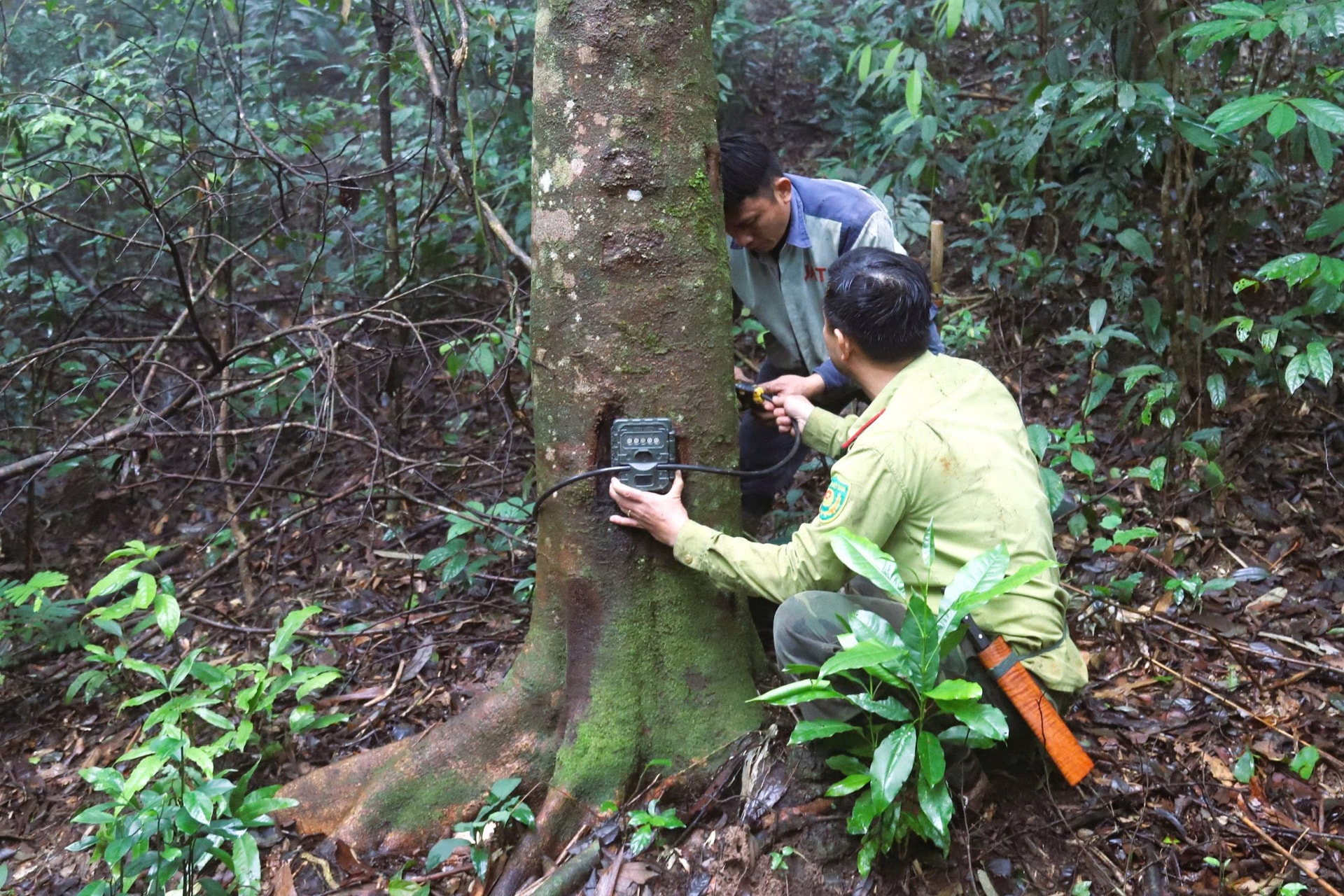 Lắp đặt hơn 60 bẫy ảnh giám sát động vật quý hiếm ở Khu bảo tồn thiên nhiên Pù Huống- Ảnh 13. Lắp đặt hơn 60 bẫy ảnh giám sát động vật quý hiếm ở Khu bảo tồn thiên nhiên Pù Huống- Ảnh 13.