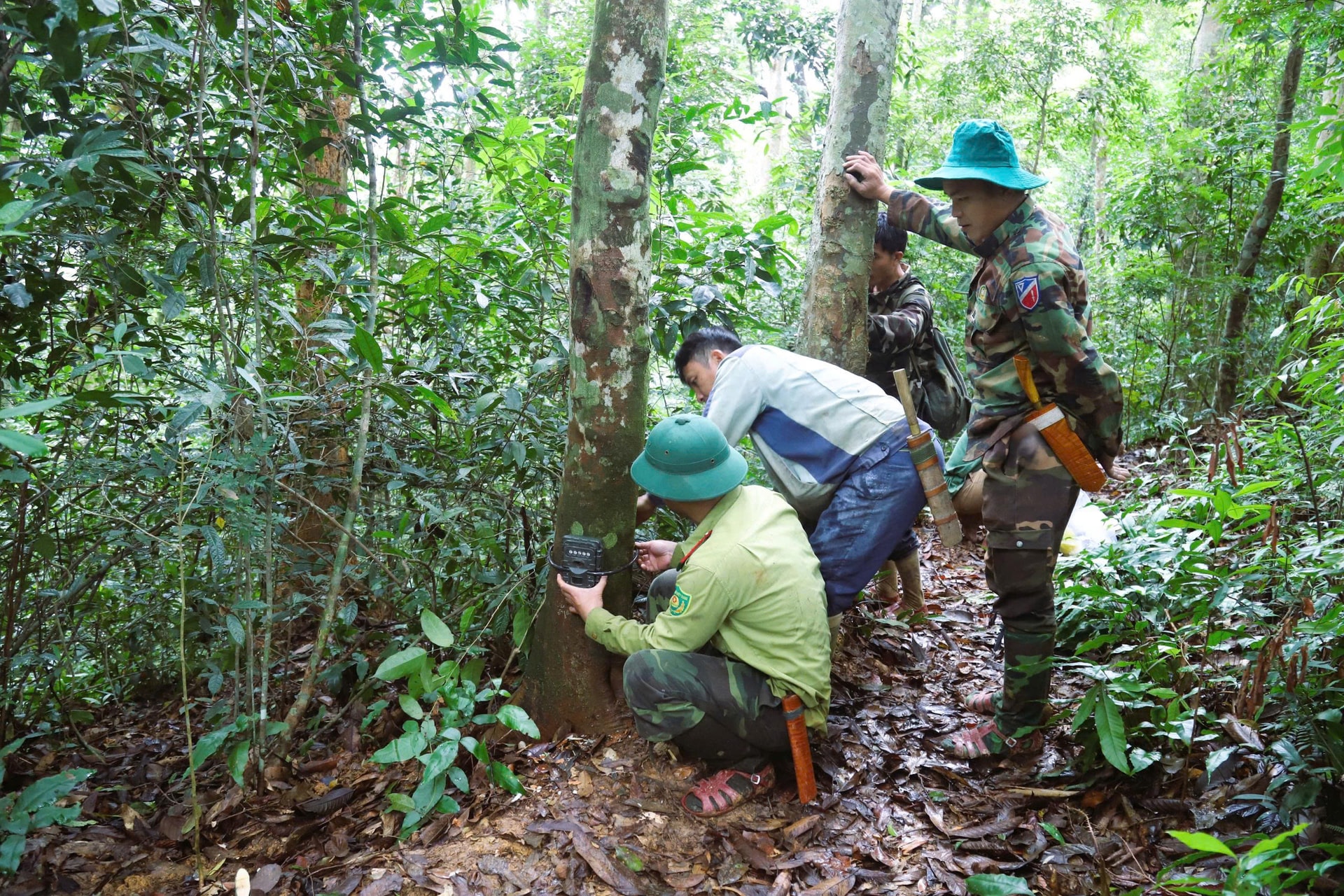 Lắp đặt hơn 60 bẫy ảnh giám sát động vật quý hiếm ở Khu bảo tồn thiên nhiên Pù Huống- Ảnh 7. Lắp đặt hơn 60 bẫy ảnh giám sát động vật quý hiếm ở Khu bảo tồn thiên nhiên Pù Huống- Ảnh 7.