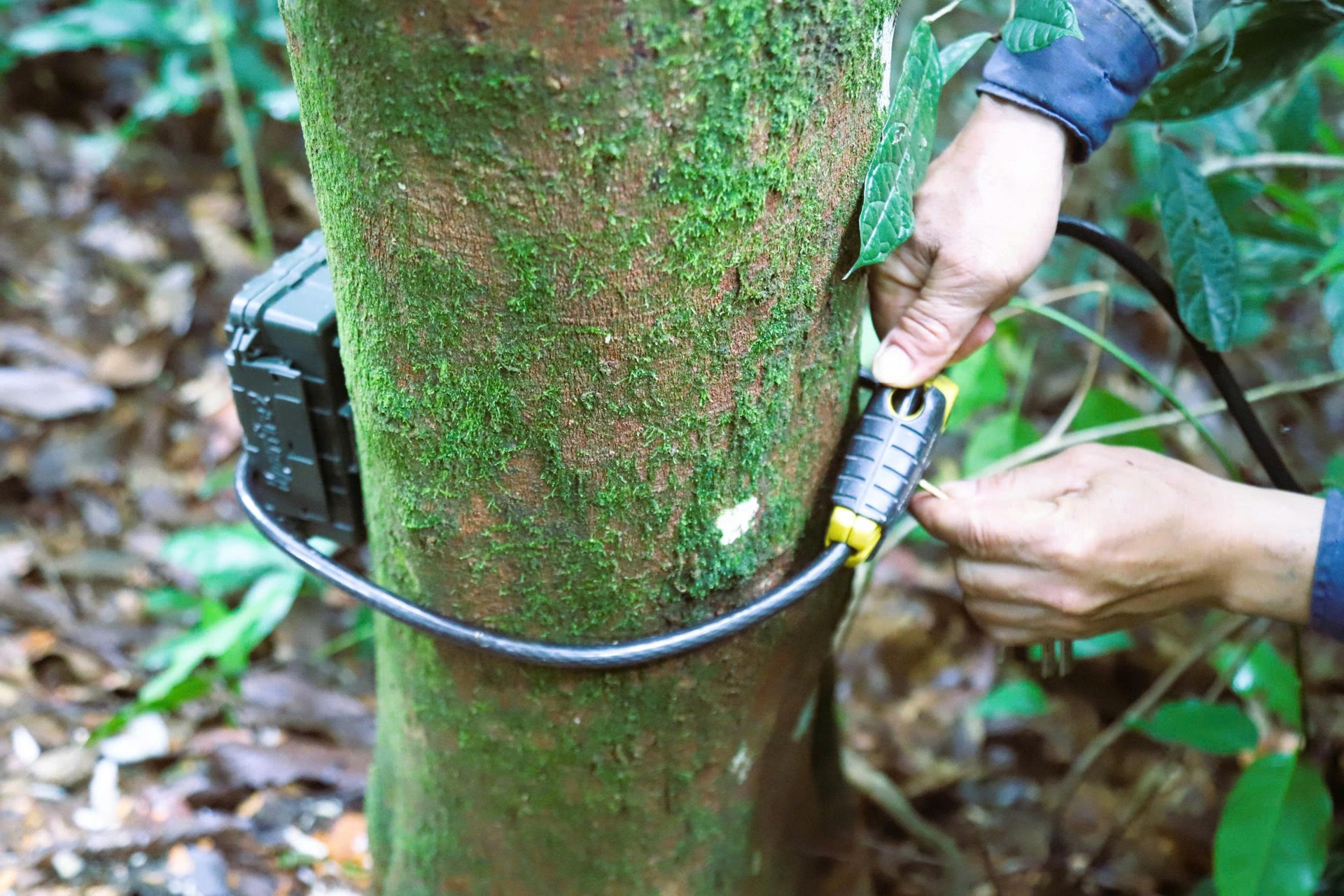 Lắp đặt hơn 60 bẫy ảnh giám sát động vật quý hiếm ở Khu bảo tồn thiên nhiên Pù Huống- Ảnh 10. Lắp đặt hơn 60 bẫy ảnh giám sát động vật quý hiếm ở Khu bảo tồn thiên nhiên Pù Huống- Ảnh 10.
