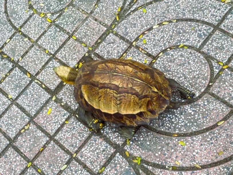 Thấy rùa hộp trán vàng quý hiếm trên đường, người dân nộp cho công an- Ảnh 2. Thấy rùa hộp trán vàng quý hiếm trên đường, người dân nộp cho công an- Ảnh 2.