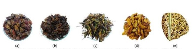 Nhà khoa học Việt nuôi đông trùng hạ thảo giàu hoạt chất trên sâu chít- Ảnh 2.