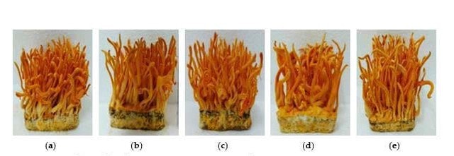 Nhà khoa học Việt nuôi đông trùng hạ thảo giàu hoạt chất trên sâu chít- Ảnh 3.