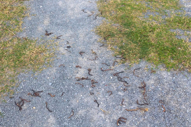 Sau hiện tượng giun đất bò lên bất thường, đường lên đèo Ngang xuất hiện vết nứt- Ảnh 1. Sau hiện tượng giun đất bò lên bất thường, đường lên đèo Ngang xuất hiện vết nứt- Ảnh 1.