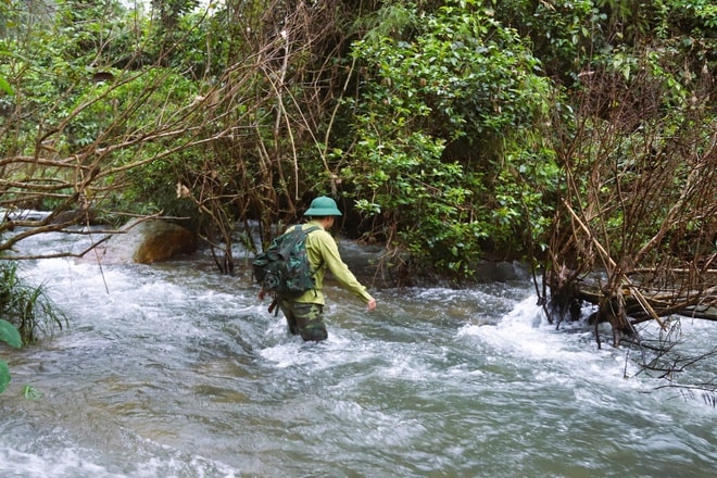 Lắp đặt hơn 60 bẫy ảnh giám sát động vật quý hiếm ở Khu bảo tồn thiên nhiên Pù Huống- Ảnh 6. Lắp đặt hơn 60 bẫy ảnh giám sát động vật quý hiếm ở Khu bảo tồn thiên nhiên Pù Huống- Ảnh 6.