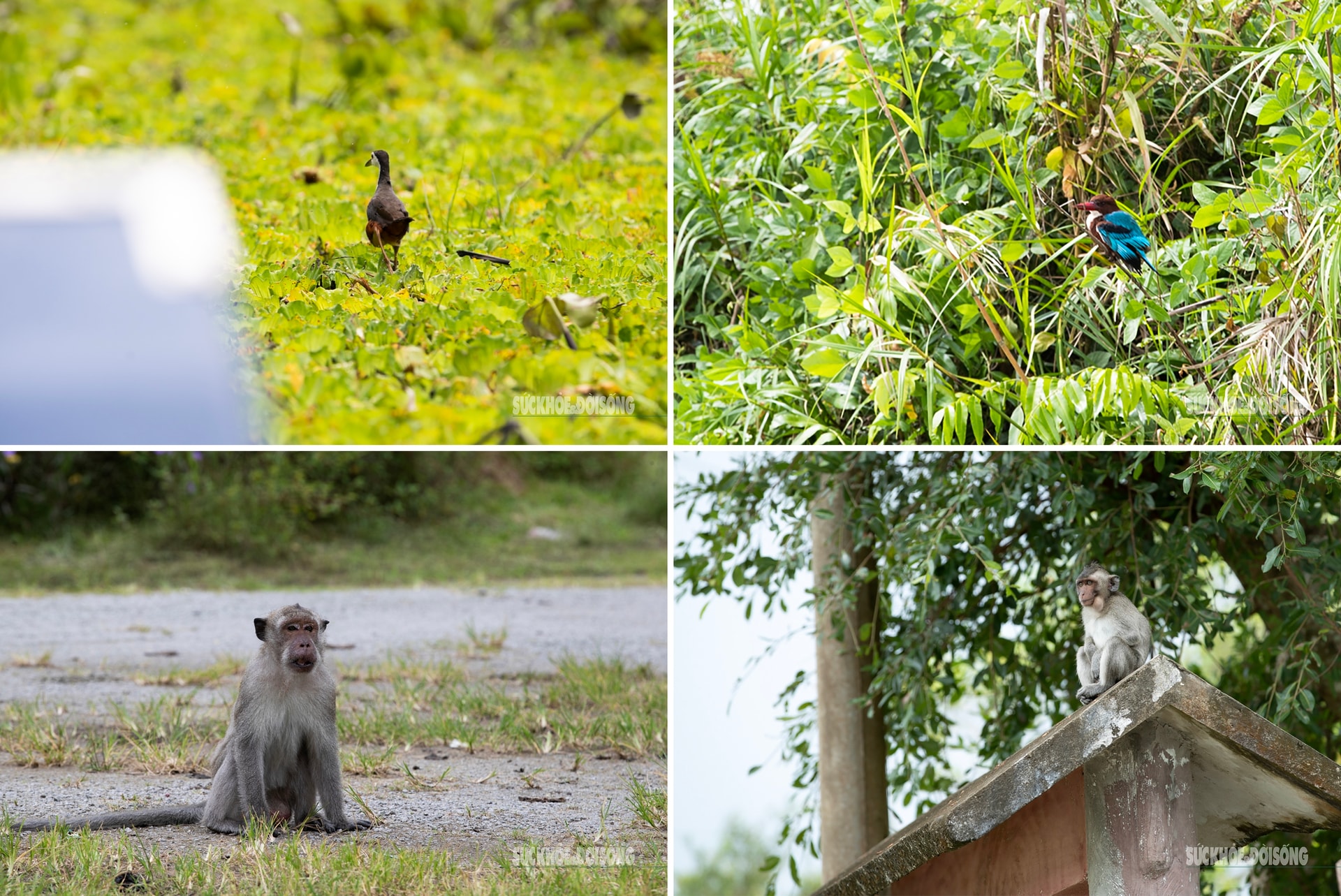 Vẻ đẹp nguyên sơ của 'ốc đảo sinh quyển' U Minh Thượng- Ảnh 5.