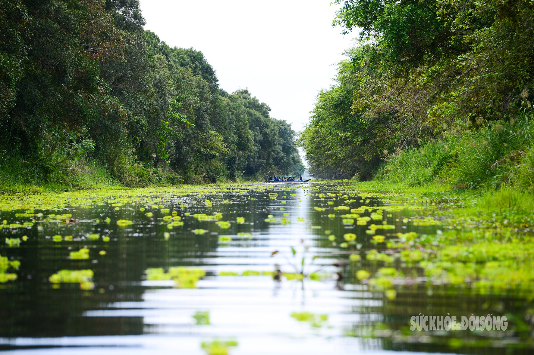 Vẻ đẹp nguyên sơ của 'ốc đảo sinh quyển' U Minh Thượng- Ảnh 8.
