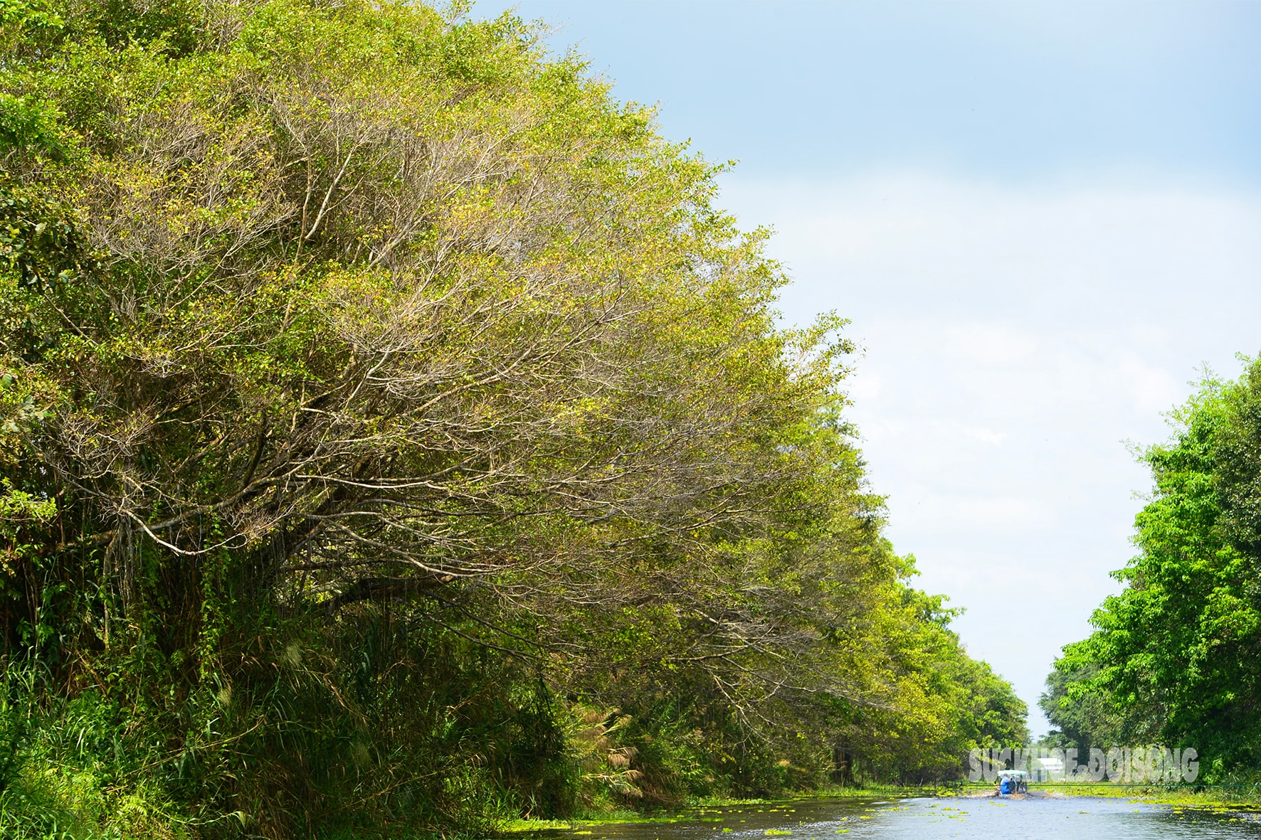 Vẻ đẹp nguyên sơ của 'ốc đảo sinh quyển' U Minh Thượng- Ảnh 10.