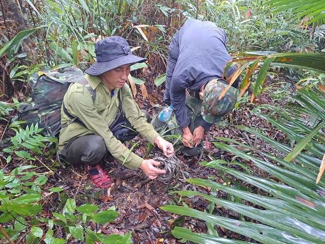 Những hiểm nguy trong hành trình bảo vệ động vật hoang dã quý hiếm- Ảnh 5. Những hiểm nguy trong hành trình bảo vệ động vật hoang dã quý hiếm- Ảnh 5.