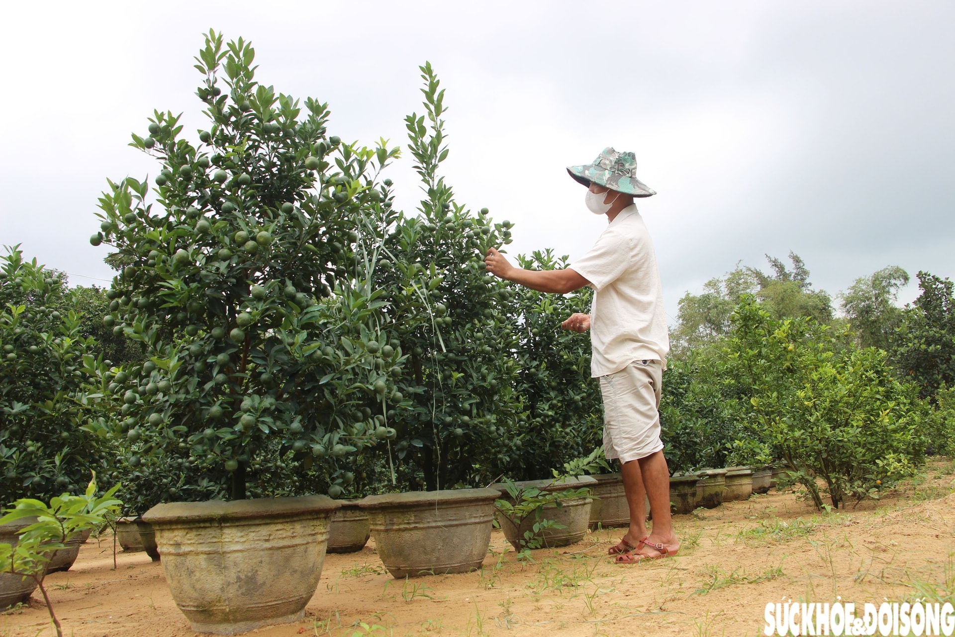 'Thủ phủ' quất cảnh miền Trung thấp thỏm mùa Tết vì dịch bệnh, thời tiết- Ảnh 2. 'Thủ phủ' quất cảnh miền Trung thấp thỏm mùa Tết vì dịch bệnh, thời tiết- Ảnh 2.