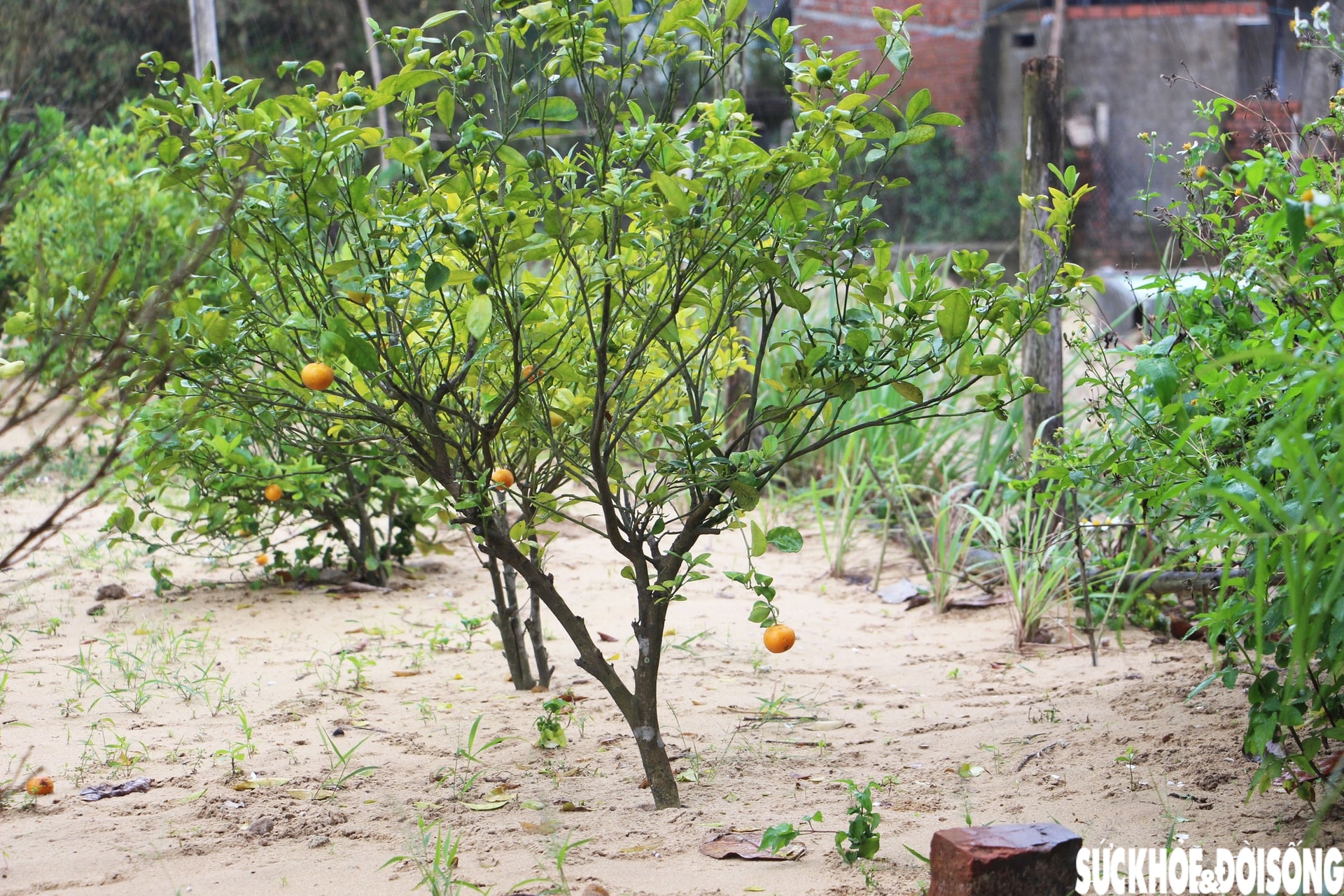 'Thủ phủ' quất cảnh miền Trung thấp thỏm mùa Tết vì dịch bệnh, thời tiết- Ảnh 5. 'Thủ phủ' quất cảnh miền Trung thấp thỏm mùa Tết vì dịch bệnh, thời tiết- Ảnh 5.