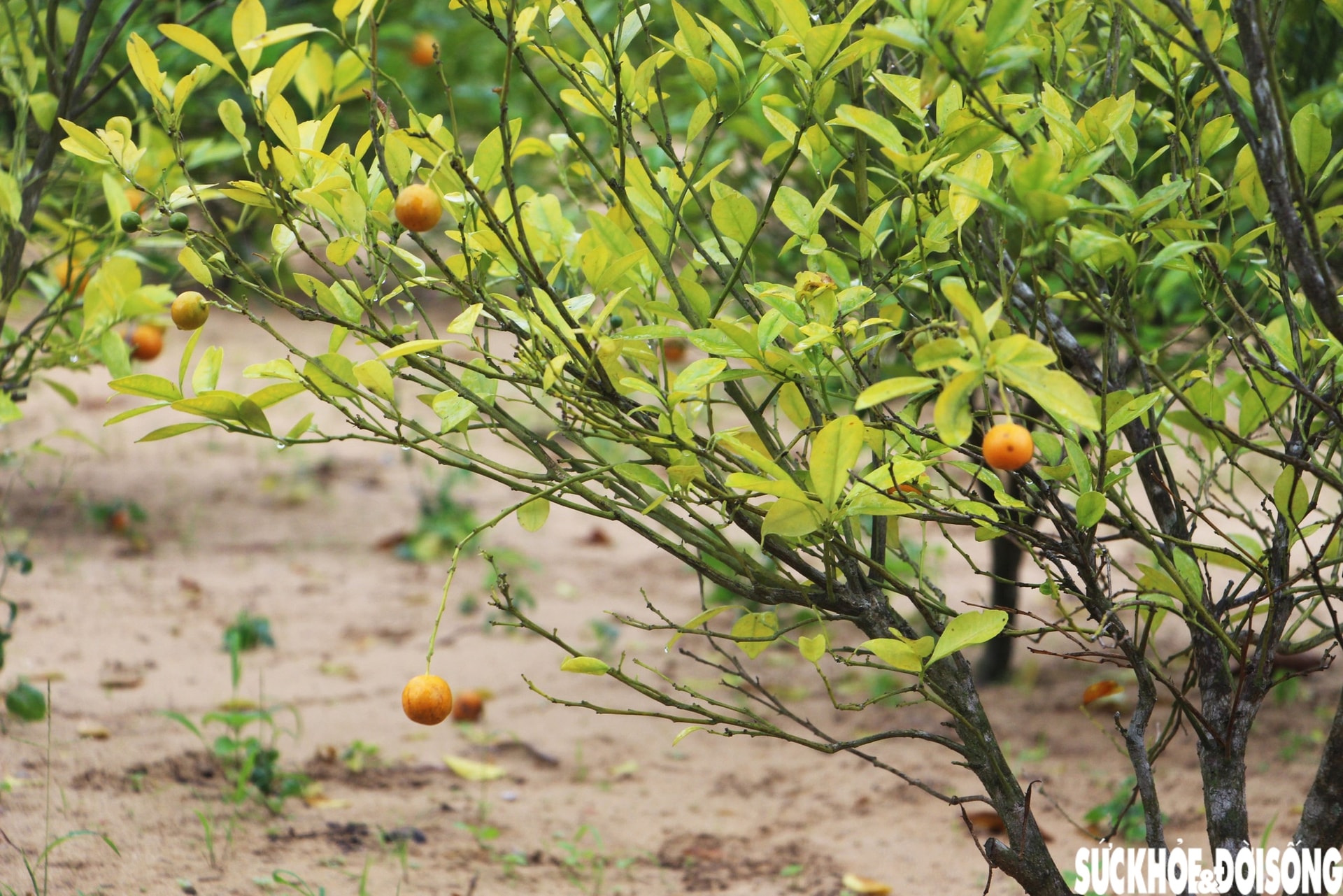 'Thủ phủ' quất cảnh miền Trung thấp thỏm mùa Tết vì dịch bệnh, thời tiết- Ảnh 6. 'Thủ phủ' quất cảnh miền Trung thấp thỏm mùa Tết vì dịch bệnh, thời tiết- Ảnh 6.