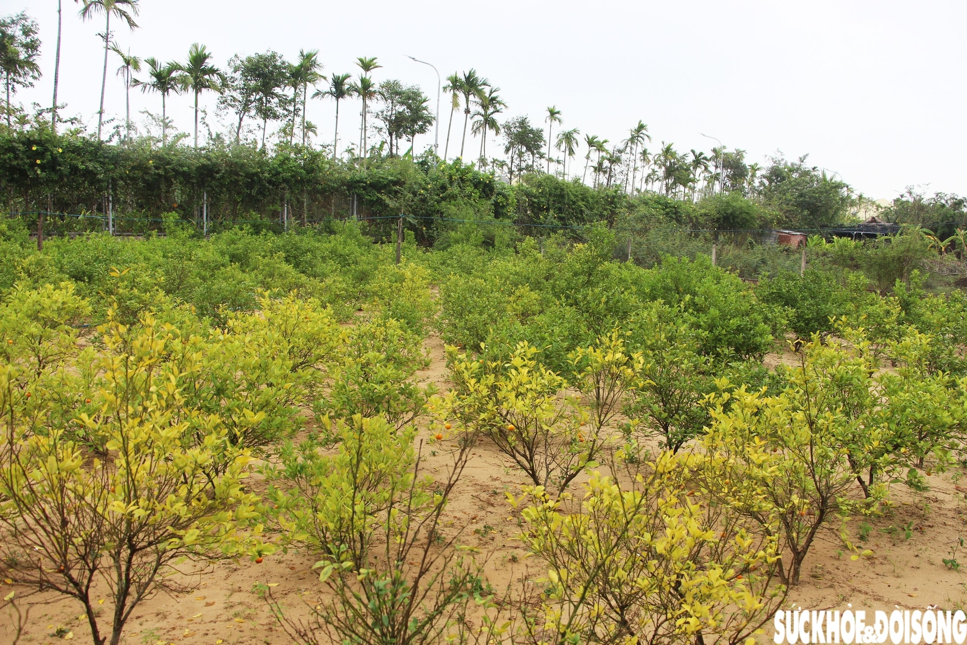 'Thủ phủ' quất cảnh miền Trung thấp thỏm mùa Tết vì dịch bệnh, thời tiết- Ảnh 7. 'Thủ phủ' quất cảnh miền Trung thấp thỏm mùa Tết vì dịch bệnh, thời tiết- Ảnh 7.