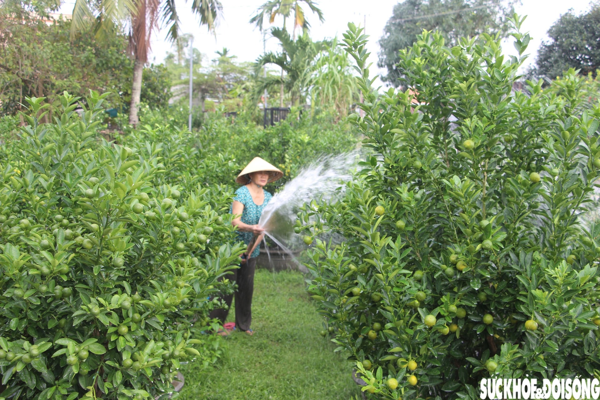 'Thủ phủ' quất cảnh miền Trung thấp thỏm mùa Tết vì dịch bệnh, thời tiết- Ảnh 12. 'Thủ phủ' quất cảnh miền Trung thấp thỏm mùa Tết vì dịch bệnh, thời tiết- Ảnh 12.