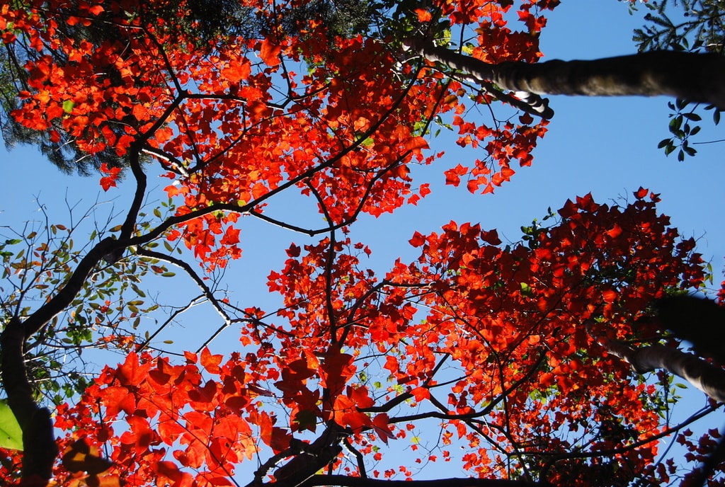 Khám phá Vườn di sản ASEAN, 'mái nhà chung' của nhiều loài động vật quý hiếm ở Huế- Ảnh 5.