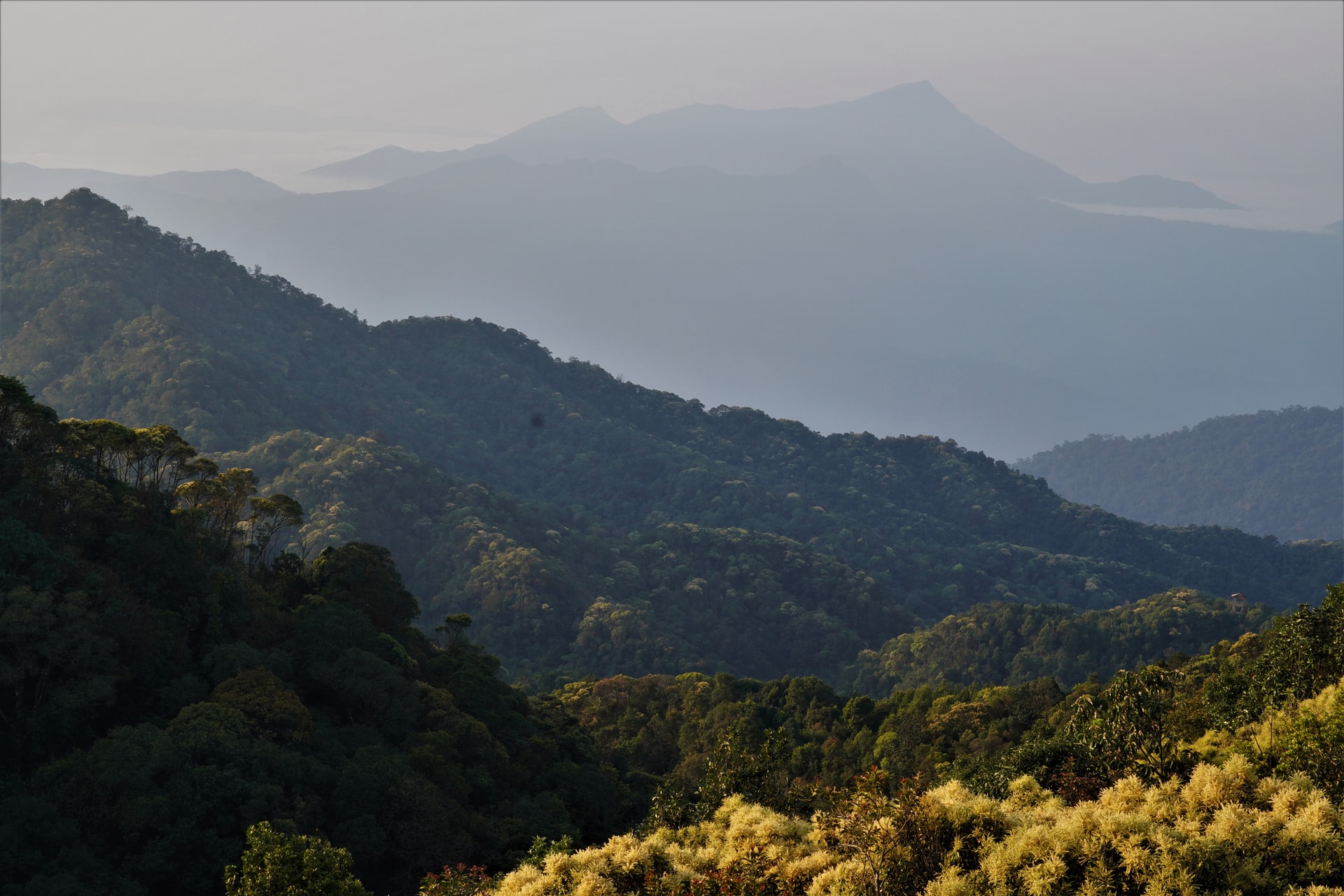 Khám phá Vườn di sản ASEAN, 'mái nhà chung' của nhiều loài động vật quý hiếm ở Huế- Ảnh 1.
