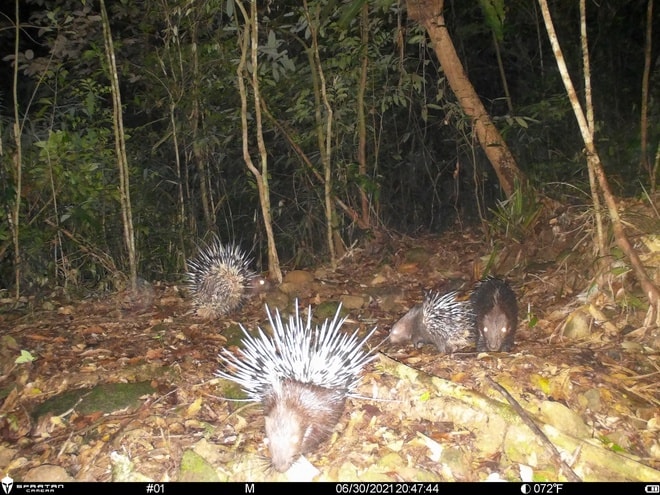Khám phá Vườn di sản ASEAN, 'mái nhà chung' của nhiều loài động vật quý hiếm ở Huế- Ảnh 8.