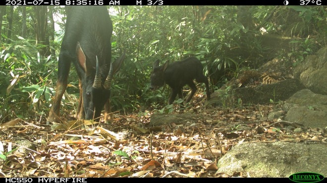 Khám phá Vườn di sản ASEAN, 'mái nhà chung' của nhiều loài động vật quý hiếm ở Huế- Ảnh 9.