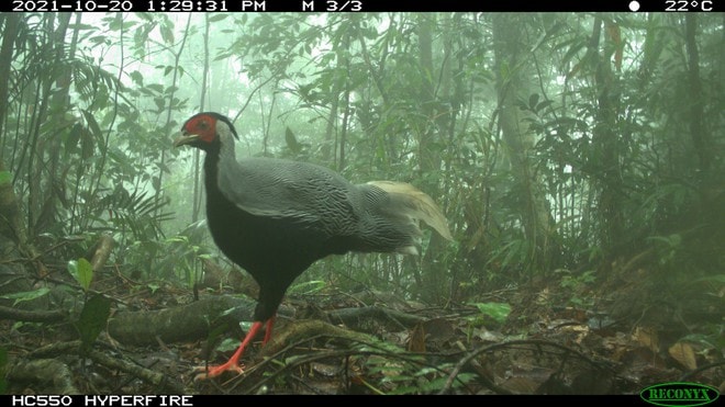 Khám phá Vườn di sản ASEAN, 'mái nhà chung' của nhiều loài động vật quý hiếm ở Huế- Ảnh 10.