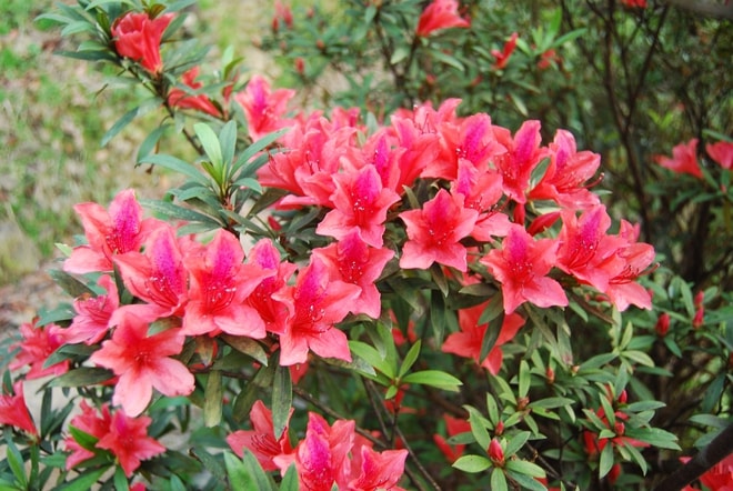 Khám phá Vườn di sản ASEAN, 'mái nhà chung' của nhiều loài động vật quý hiếm ở Huế- Ảnh 4.