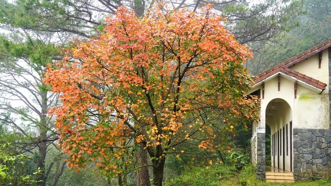 Khám phá Vườn di sản ASEAN, 'mái nhà chung' của nhiều loài động vật quý hiếm ở Huế- Ảnh 3.