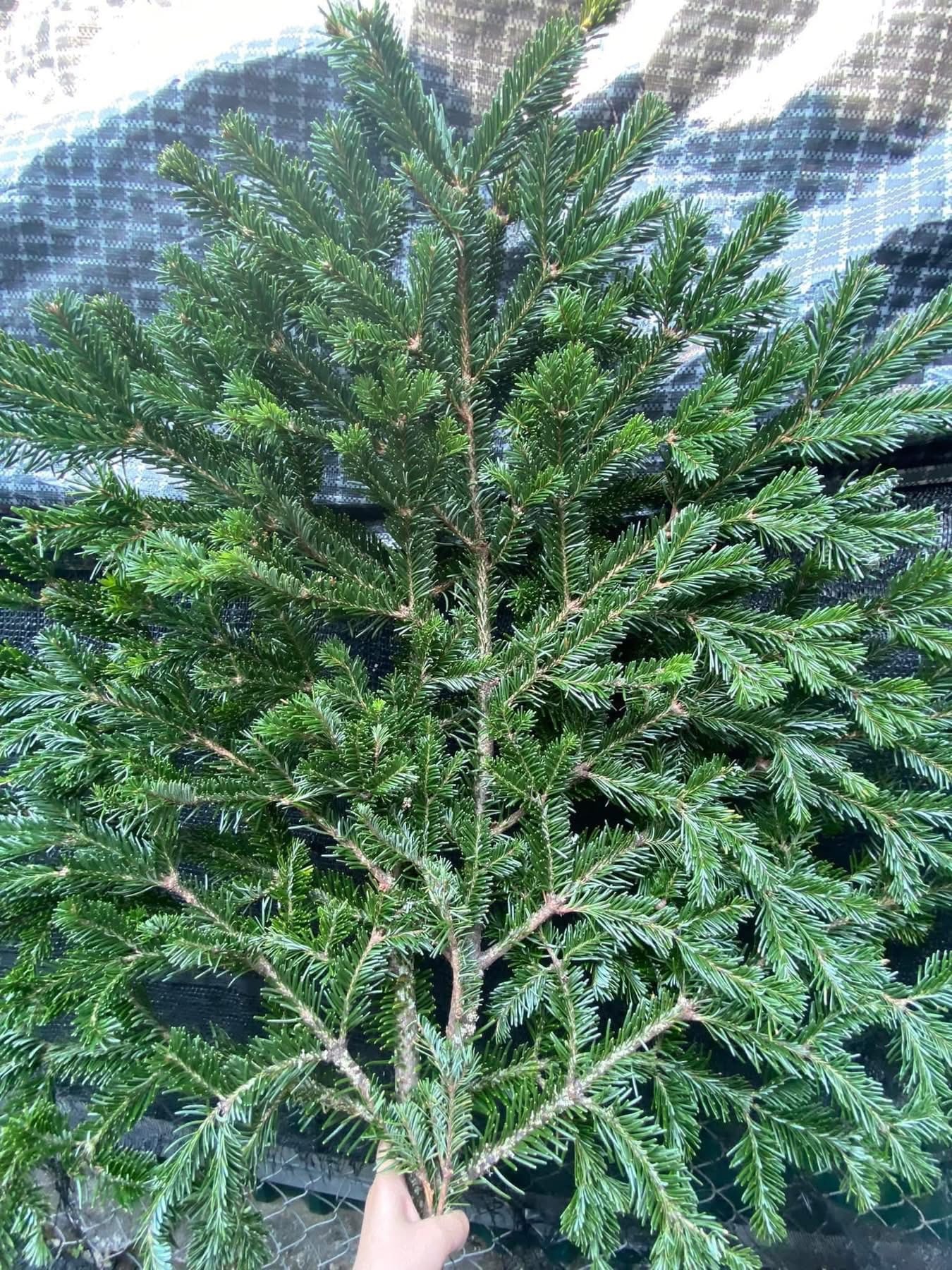 Thông tươi giá rẻ được chị em ‘săn đón’ trang trí dịp Giáng sinh 2025- Ảnh 5. Thông tươi giá rẻ được chị em ‘săn đón’ trang trí dịp Giáng sinh 2025- Ảnh 5.