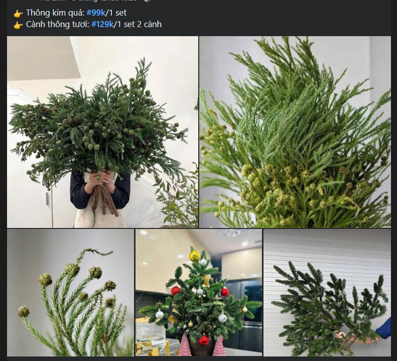 Thông tươi giá rẻ được chị em ‘săn đón’ trang trí dịp Giáng sinh 2025- Ảnh 2. Thông tươi giá rẻ được chị em ‘săn đón’ trang trí dịp Giáng sinh 2025- Ảnh 2.