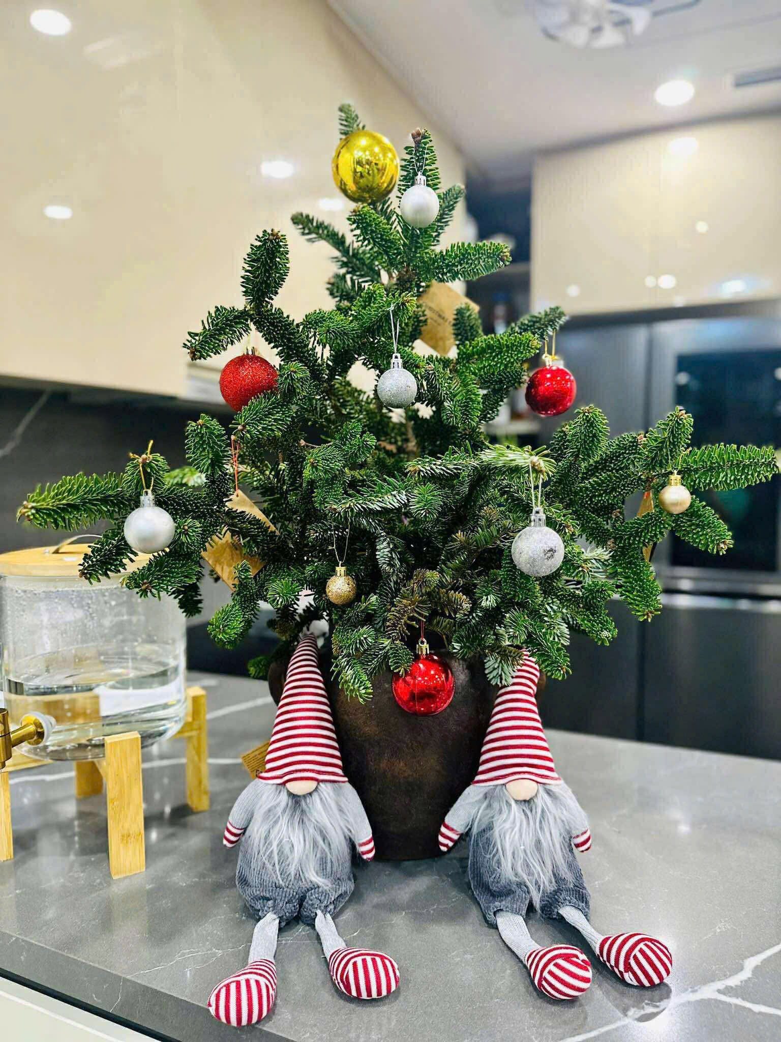 Thông tươi giá rẻ được chị em ‘săn đón’ trang trí dịp Giáng sinh 2025- Ảnh 7. Thông tươi giá rẻ được chị em ‘săn đón’ trang trí dịp Giáng sinh 2025- Ảnh 7.