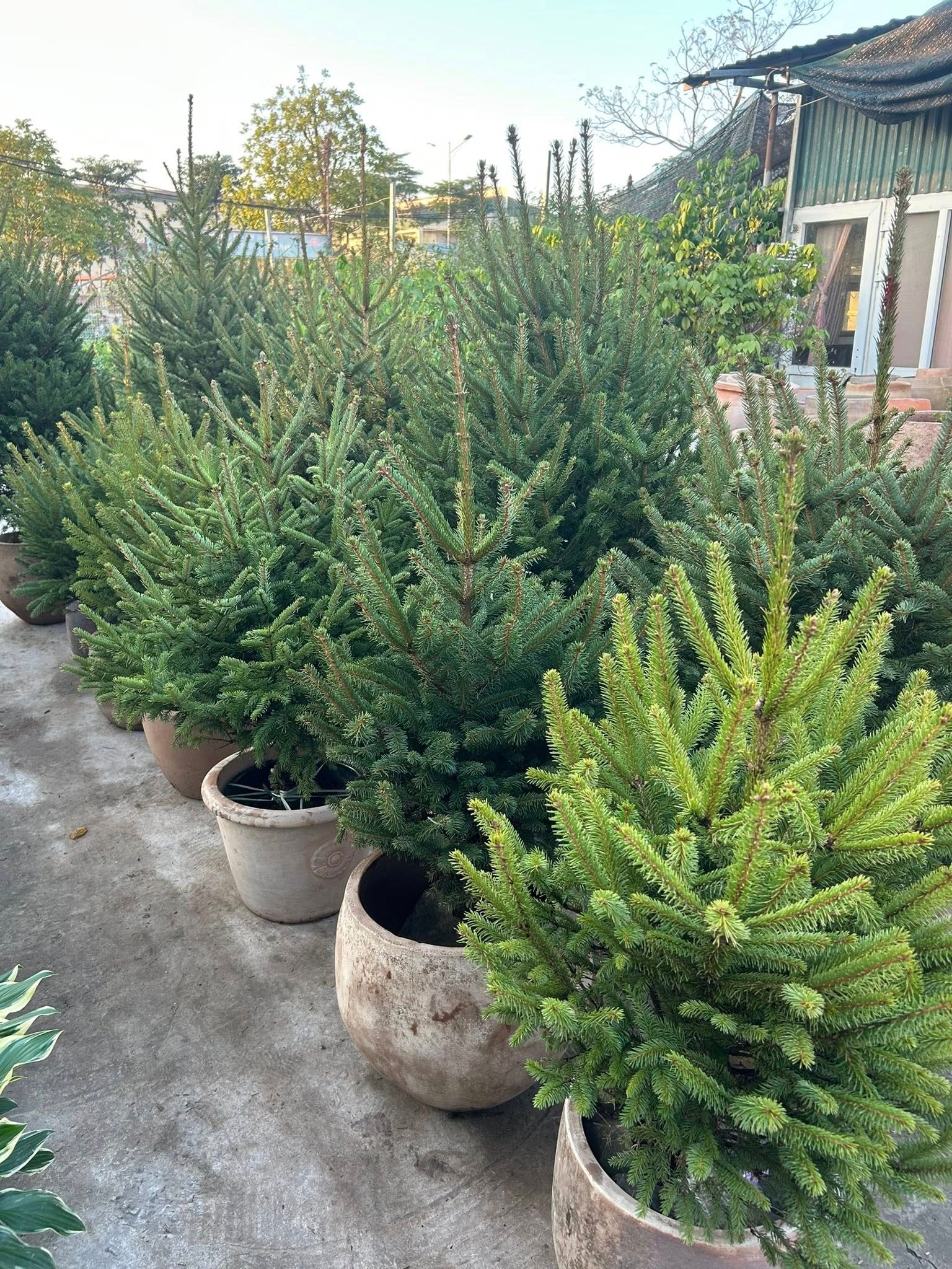 Thông tươi giá rẻ được chị em ‘săn đón’ trang trí dịp Giáng sinh 2025- Ảnh 4. Thông tươi giá rẻ được chị em ‘săn đón’ trang trí dịp Giáng sinh 2025- Ảnh 4.