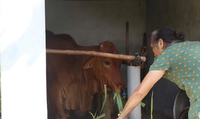 Mô hình tặng bò sinh sản cho hội viên khó khăn giúp nhiều nông dân thoát nghèo- Ảnh 1. Mô hình tặng bò sinh sản cho hội viên khó khăn giúp nhiều nông dân thoát nghèo- Ảnh 1.