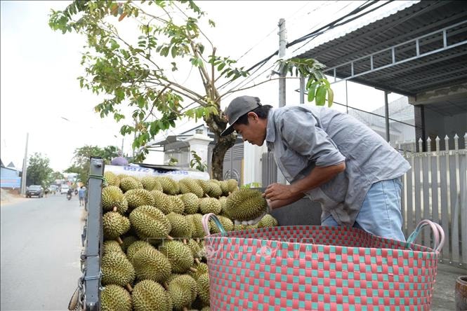 Giá sầu riêng nghịch vụ biến động, nhà vườn Đồng Tháp vẫn thu lãi khá cao- Ảnh 1.