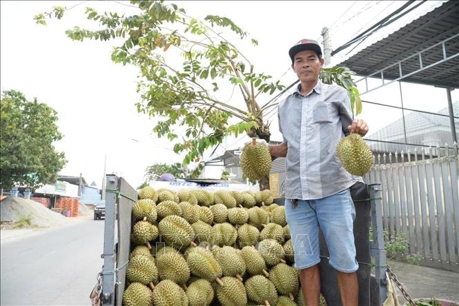 Giá sầu riêng nghịch vụ biến động, nhà vườn Đồng Tháp vẫn thu lãi khá cao- Ảnh 2.