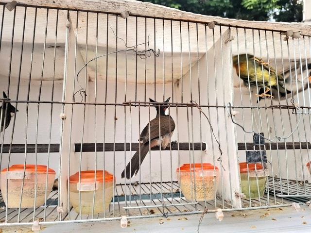 Chợ của người mê chim ở Hà Nội có gì lạ? - Ảnh 10. Chợ của người mê chim ở Hà Nội có gì lạ? - Ảnh 10.