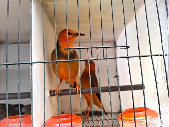 Chợ của người mê chim ở Hà Nội có gì lạ? - Ảnh 12. Chợ của người mê chim ở Hà Nội có gì lạ? - Ảnh 12.