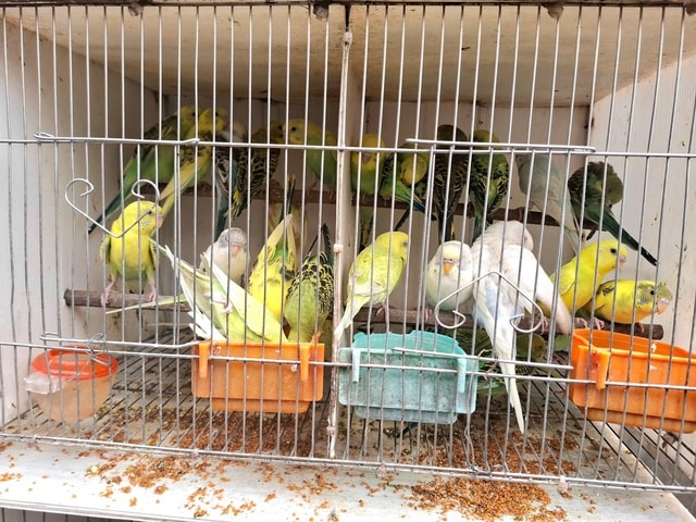 Chợ của người mê chim ở Hà Nội có gì lạ? - Ảnh 11. Chợ của người mê chim ở Hà Nội có gì lạ? - Ảnh 11.