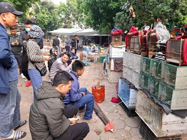 Chợ của người mê chim ở Hà Nội có gì lạ? - Ảnh 8. Chợ của người mê chim ở Hà Nội có gì lạ? - Ảnh 8.