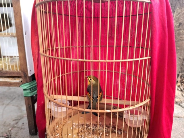 Chợ của người mê chim ở Hà Nội có gì lạ? - Ảnh 9. Chợ của người mê chim ở Hà Nội có gì lạ? - Ảnh 9.