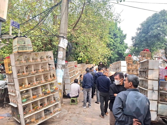 Chợ của người mê chim ở Hà Nội có gì lạ? - Ảnh 4. Chợ của người mê chim ở Hà Nội có gì lạ? - Ảnh 4.