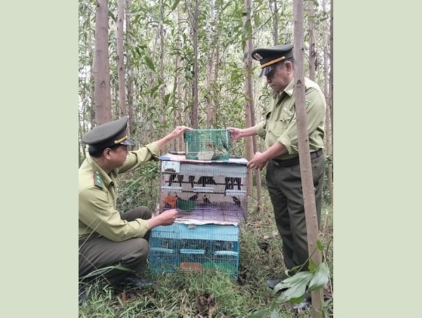 Đà Nẵng: Giải cứu nhiều chim kim oanh mỏ đỏ quý hiếm- Ảnh 3. Đà Nẵng: Giải cứu nhiều chim kim oanh mỏ đỏ quý hiếm- Ảnh 3.