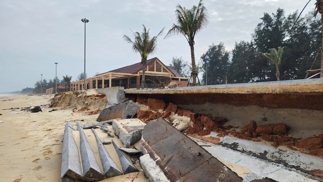 Biển 'ngoạm' bờ, phá tuyến kè hàng chục tỷ, 'ăn' dần rừng phi lao ở Quảng Trị- Ảnh 4. Biển 'ngoạm' bờ, phá tuyến kè hàng chục tỷ, 'ăn' dần rừng phi lao ở Quảng Trị- Ảnh 4.