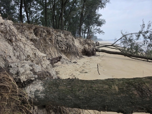 Biển 'ngoạm' bờ, phá tuyến kè hàng chục tỷ, 'ăn' dần rừng phi lao ở Quảng Trị- Ảnh 9. Biển 'ngoạm' bờ, phá tuyến kè hàng chục tỷ, 'ăn' dần rừng phi lao ở Quảng Trị- Ảnh 9.