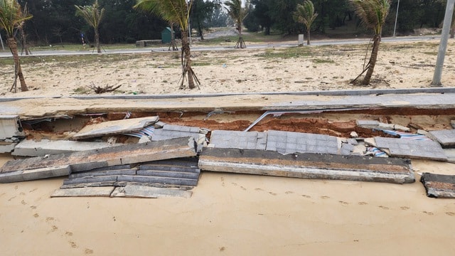 Biển 'ngoạm' bờ, phá tuyến kè hàng chục tỷ, 'ăn' dần rừng phi lao ở Quảng Trị- Ảnh 5. Biển 'ngoạm' bờ, phá tuyến kè hàng chục tỷ, 'ăn' dần rừng phi lao ở Quảng Trị- Ảnh 5.