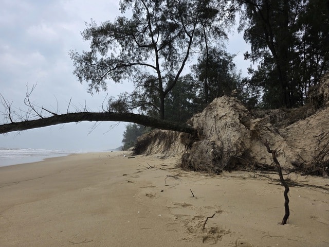 Biển 'ngoạm' bờ, phá tuyến kè hàng chục tỷ, 'ăn' dần rừng phi lao ở Quảng Trị- Ảnh 8. Biển 'ngoạm' bờ, phá tuyến kè hàng chục tỷ, 'ăn' dần rừng phi lao ở Quảng Trị- Ảnh 8.