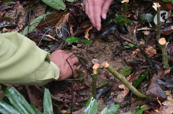 Gỡ bỏ nhiều bẫy động vật hoang dã ở Bán đảo Sơn Trà- Ảnh 1.