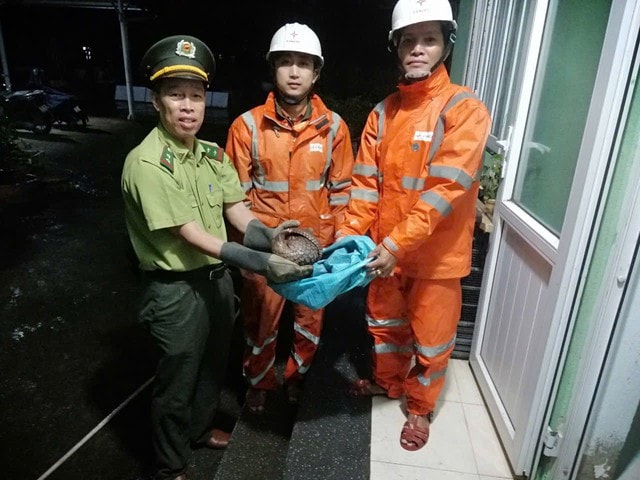 Kiểm lâm ở Huế tiếp nhận động vật quý hiếm do nhân viên điện lực cứu hộ trong đêm- Ảnh 1.