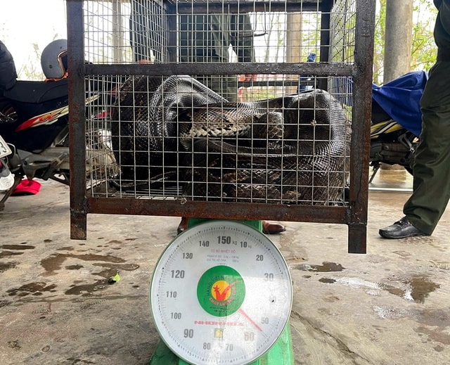 Liên tiếp phát hiện động vật quý hiếm bò vào vườn nhà dân- Ảnh 1.