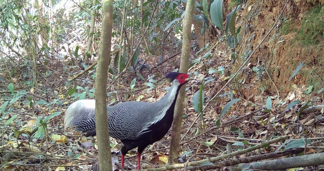 Nhiều động vật quý hiếm biết bay xuất hiện ở Quảng Ngãi- Ảnh 1. Nhiều động vật quý hiếm biết bay xuất hiện ở Quảng Ngãi- Ảnh 1.