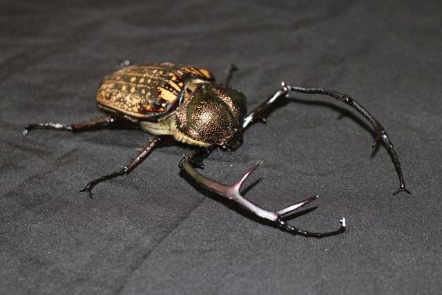 Nhiều động vật quý hiếm biết bay xuất hiện ở Quảng Ngãi- Ảnh 4. Nhiều động vật quý hiếm biết bay xuất hiện ở Quảng Ngãi- Ảnh 4.