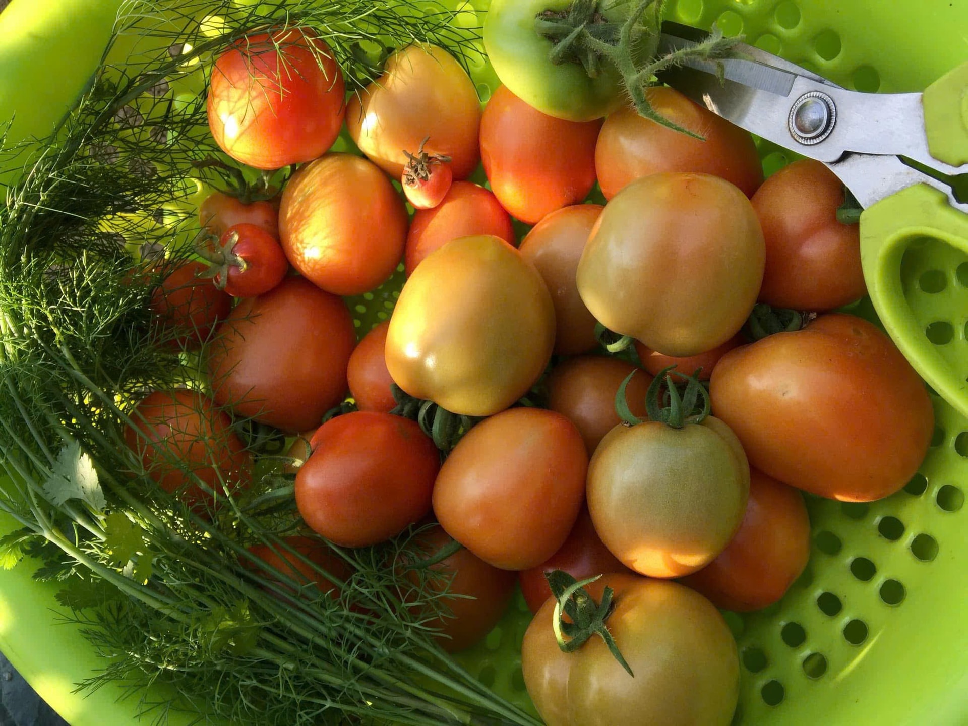 Loại quả trước chỉ vài nghìn đồng/kg, nay giá đắt đỏ ngang thịt khiến người mua hàng “choáng váng”- Ảnh 3. Loại quả trước chỉ vài nghìn đồng/kg, nay giá đắt đỏ ngang thịt khiến người mua hàng “choáng váng”- Ảnh 3.