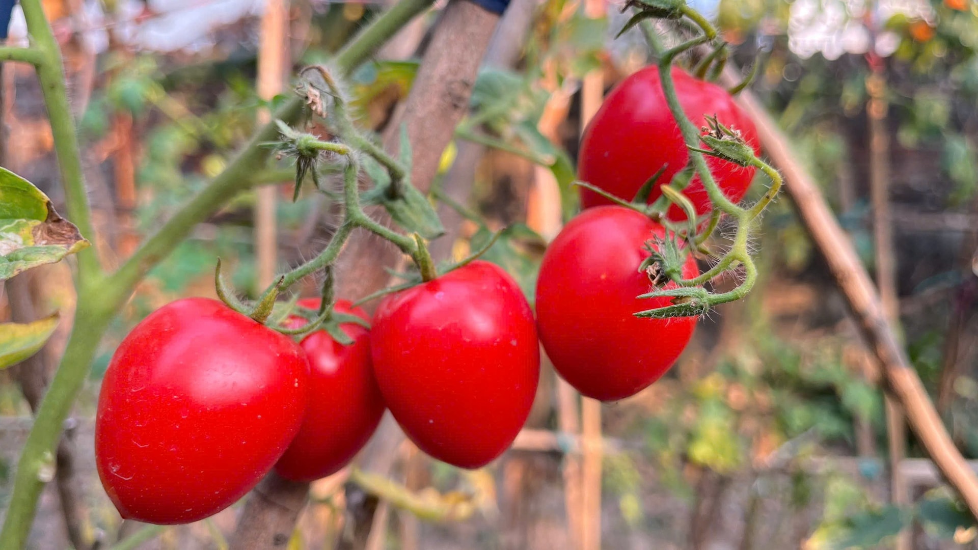 Loại quả trước chỉ vài nghìn đồng/kg, nay giá đắt đỏ ngang thịt khiến người mua hàng “choáng váng”- Ảnh 2. Loại quả trước chỉ vài nghìn đồng/kg, nay giá đắt đỏ ngang thịt khiến người mua hàng “choáng váng”- Ảnh 2.